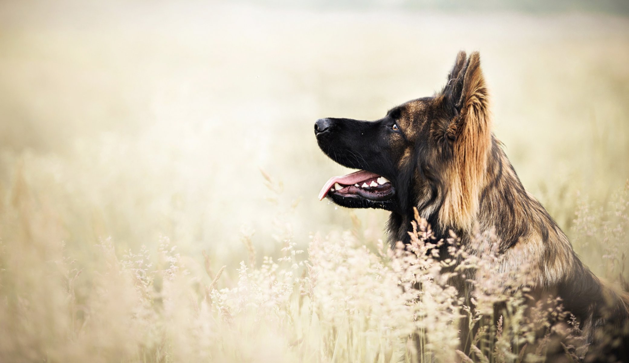 Взыскание ущерба при укусе собаки в Александрийской
