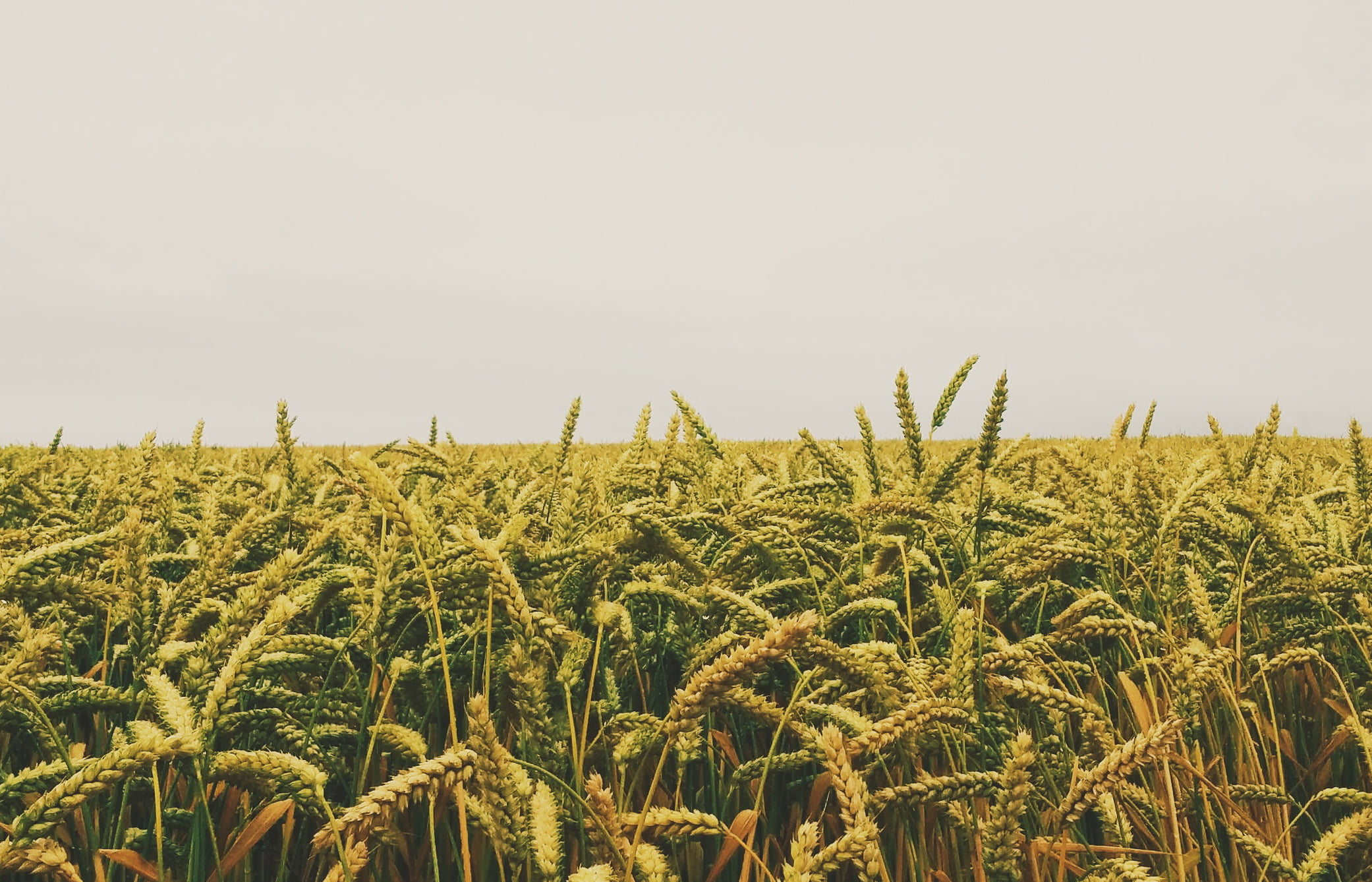 Юрист по земельным спорам в Александрийской. Услуги земельного юриста.